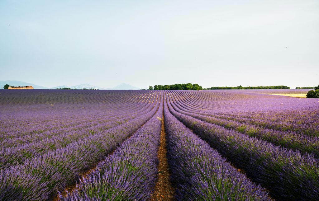 Provence countryside with lavender fields and hilltop villages