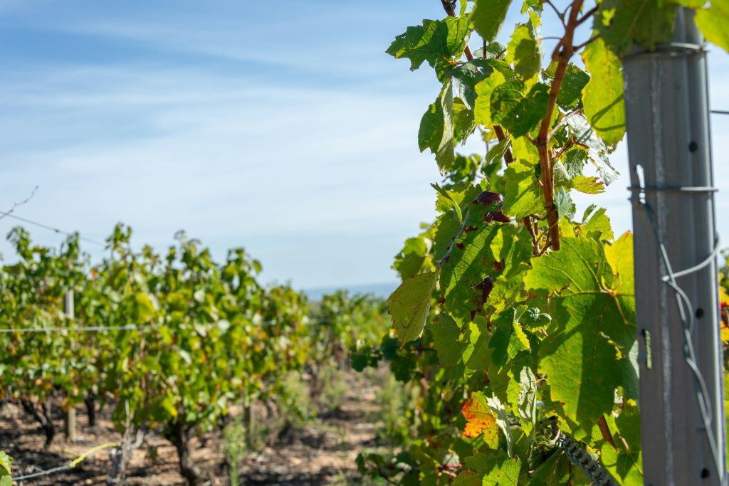 Beaujolais wine region near Lyon with rolling vineyards