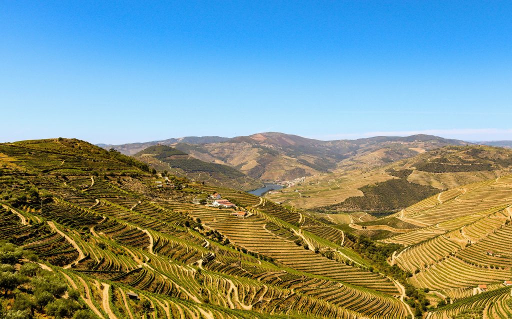 Terraced vineyards in Douro Valley near Porto Portugal