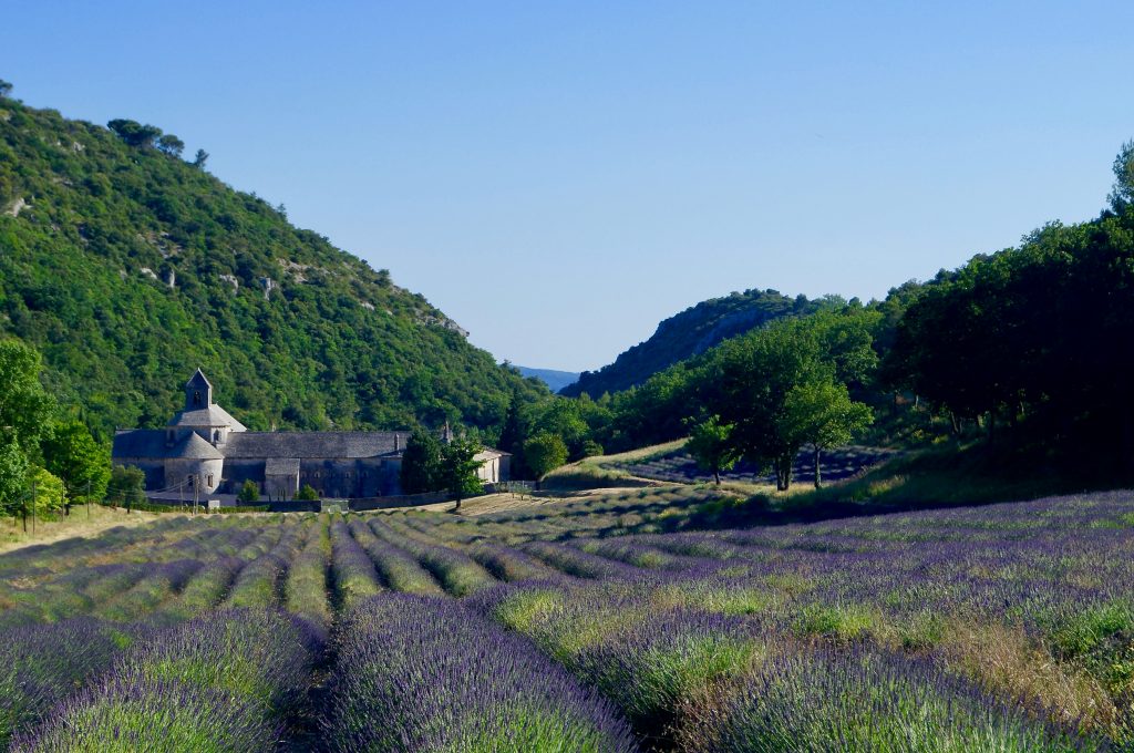 Provence Travel Guide lavender fields Valensole