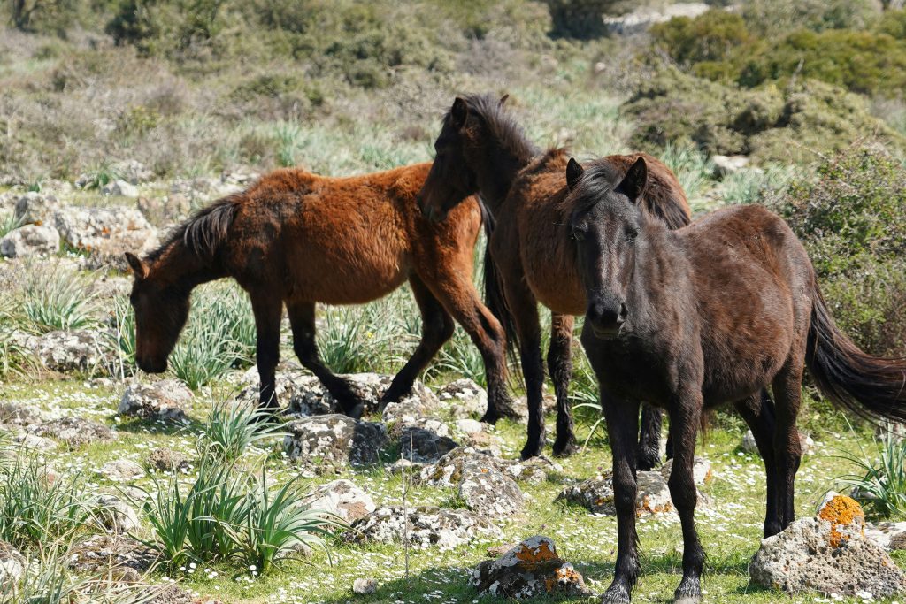 Giara di Gesturi plateau in Sardinia with wild horses roaming freely across open grassland