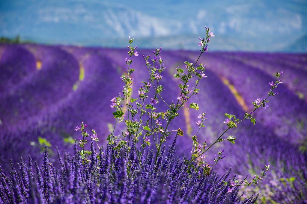 Provence Travel Guide: Lavender Fields, Villages, Food, Wine & Insider Tips