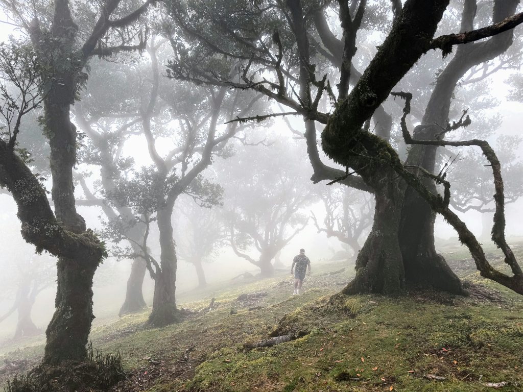 Misty Fanal Forest in Madeira with ancient laurel trees