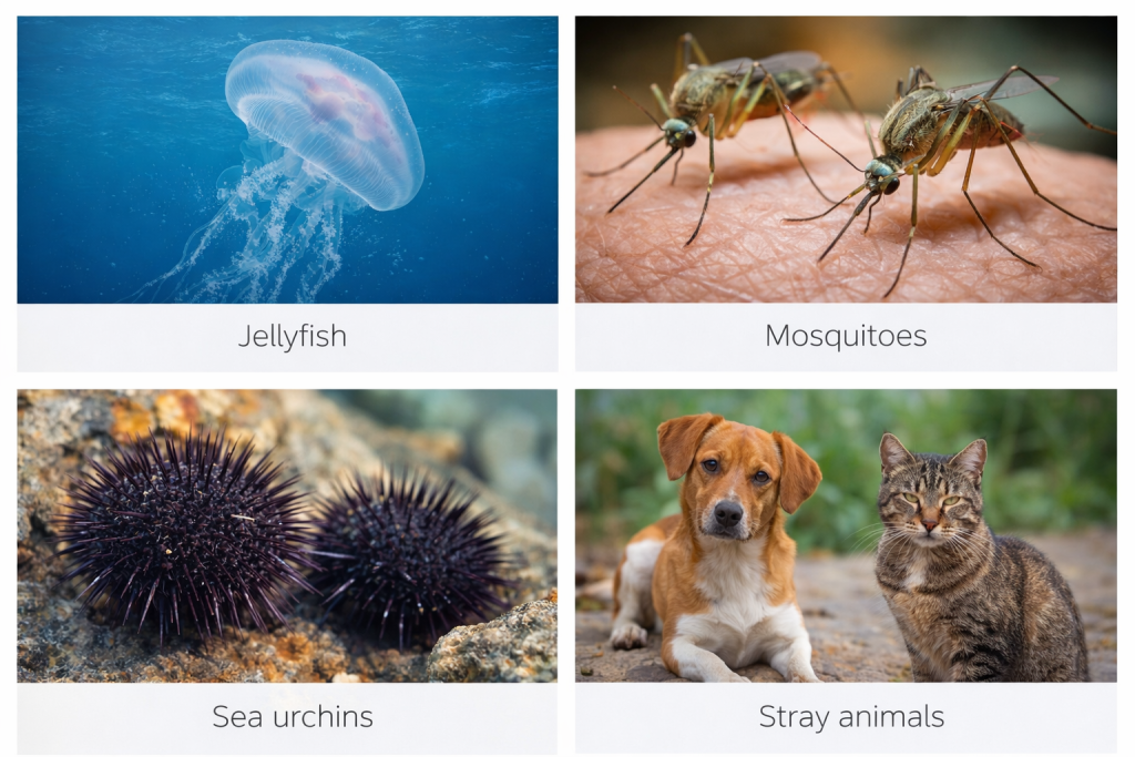 Caribbean Travel Guide animals to be careful around including jellyfish mosquitoes sea urchins and stray animals