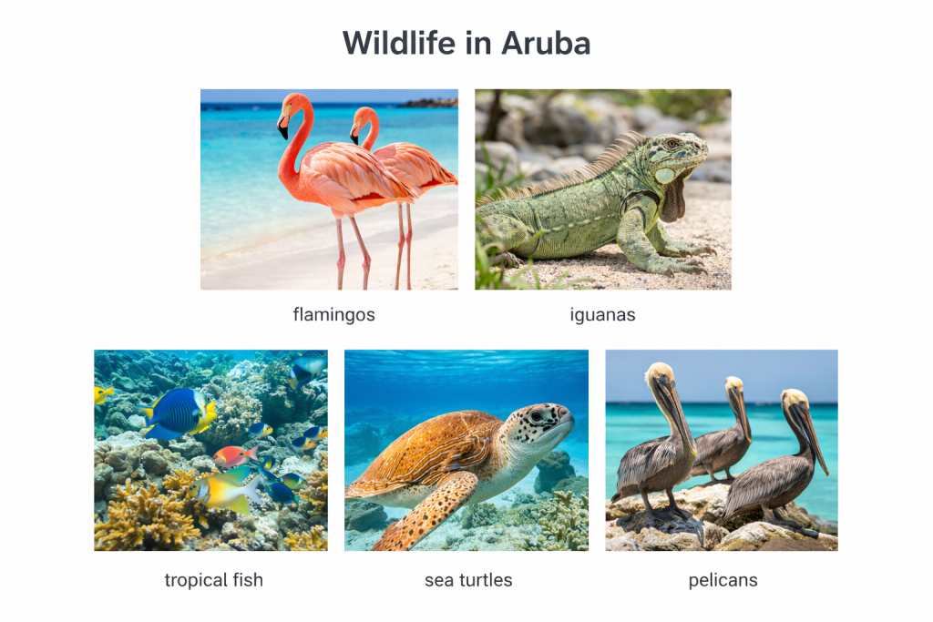Aruba wildlife animals collage with flamingos iguanas tropical fish sea turtles and pelicans in Aruba Caribbean island