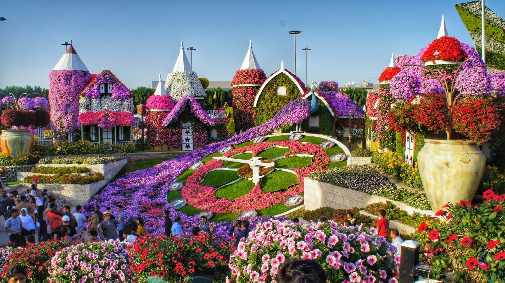 Dubai Miracle Garden with colorful flowers and large floral structures