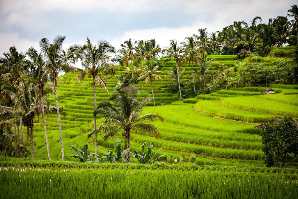 Bali travel guide Ubud rice terraces with lush green fields and tropical scenery