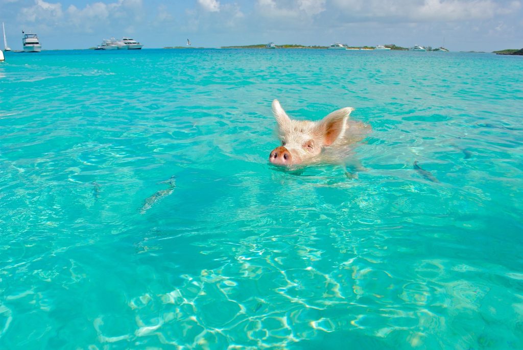 Bahamas Travel Guide swimming pigs at Pig Beach in Exuma Bahamas with turquoise water