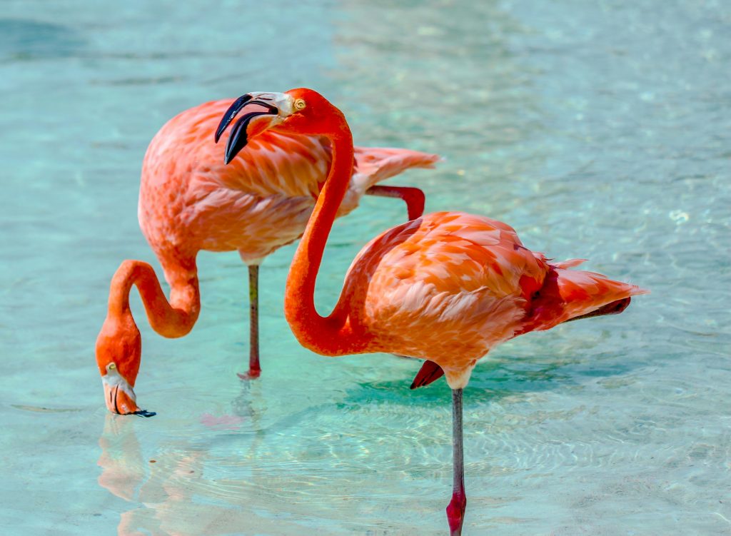 Bahamas Travel Guide Caribbean flamingo standing in shallow turquoise water in the Bahamas