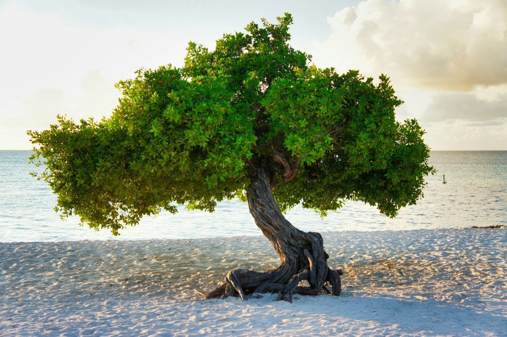 Aruba Travel Guide famous divi divi trees shaped by trade winds on white sand beach with turquoise Caribbean water