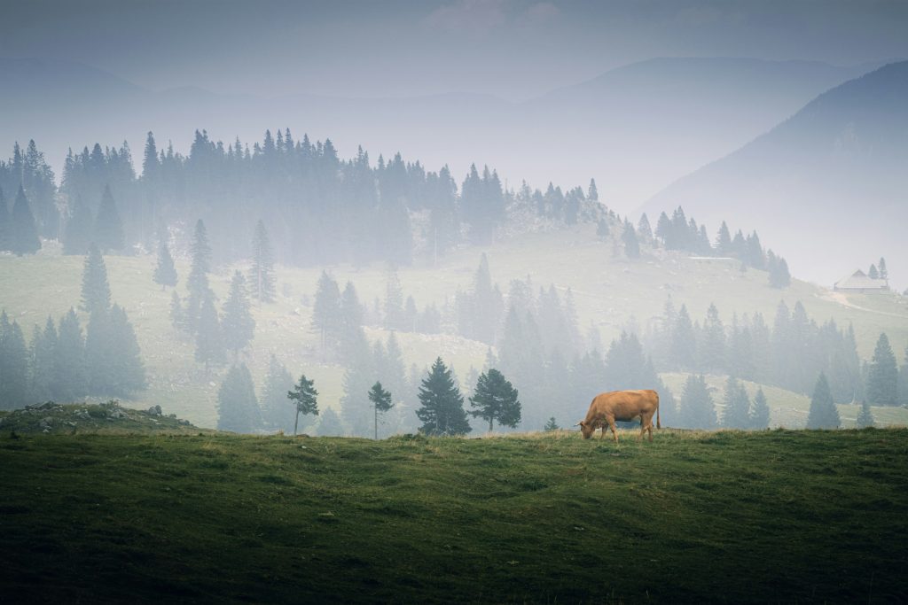 Velika Planina Slovenia sunrise fog wooden huts above clouds mountain view