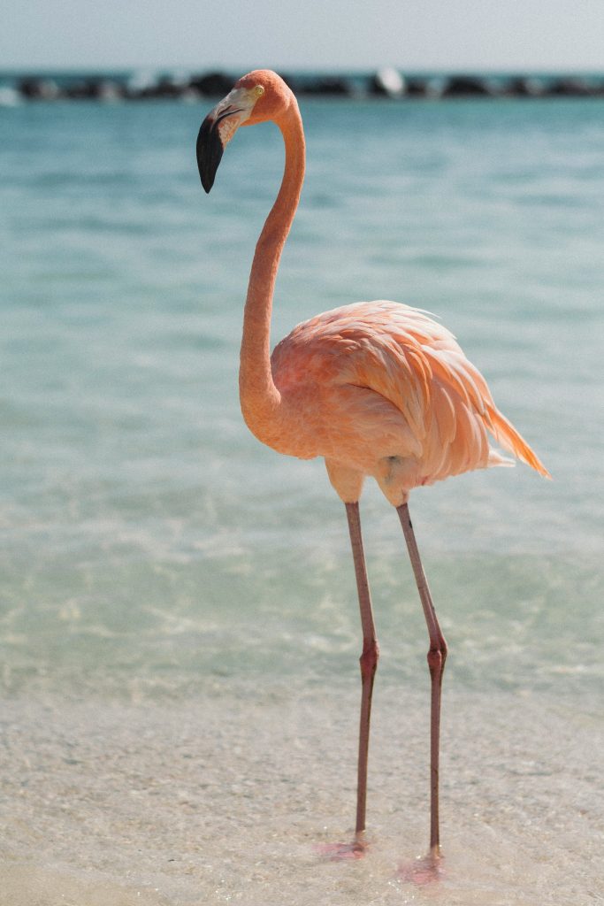 Aruba Travel Guide Flamingo Beach with pink flamingos walking on white sand and turquoise Caribbean water on Renaissance Island