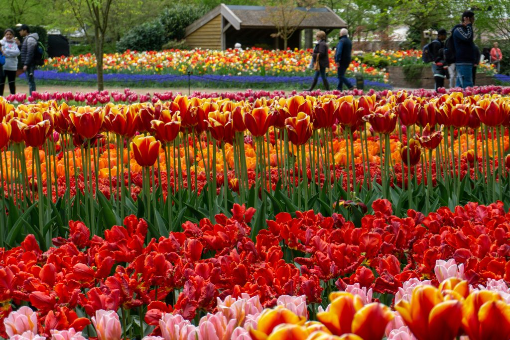 Tulip fields near Amsterdam in spring – what to know before visiting Amsterdam