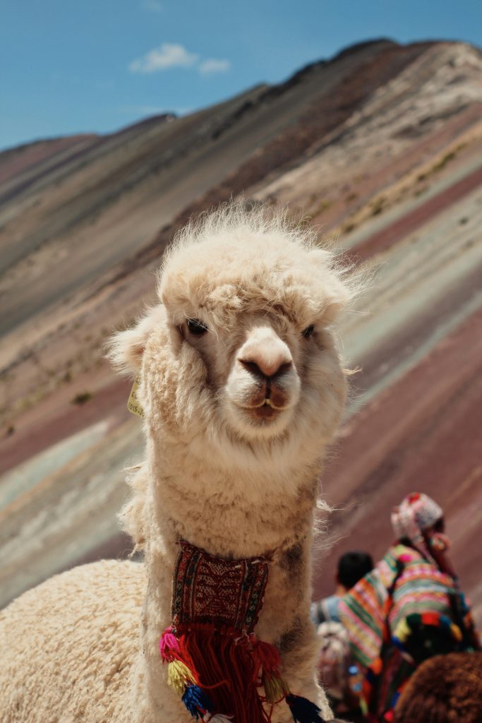 Llama in traditional Peruvian village with local clothing