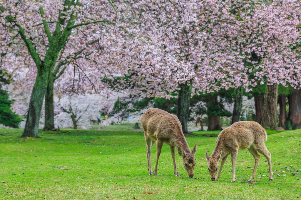 Nara park with deer and historic temples in a peaceful setting – Japan travel guide