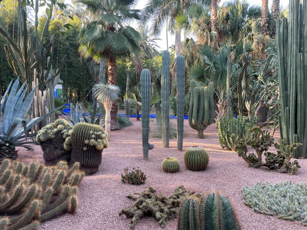 Cactus garden with desert plants and palm trees