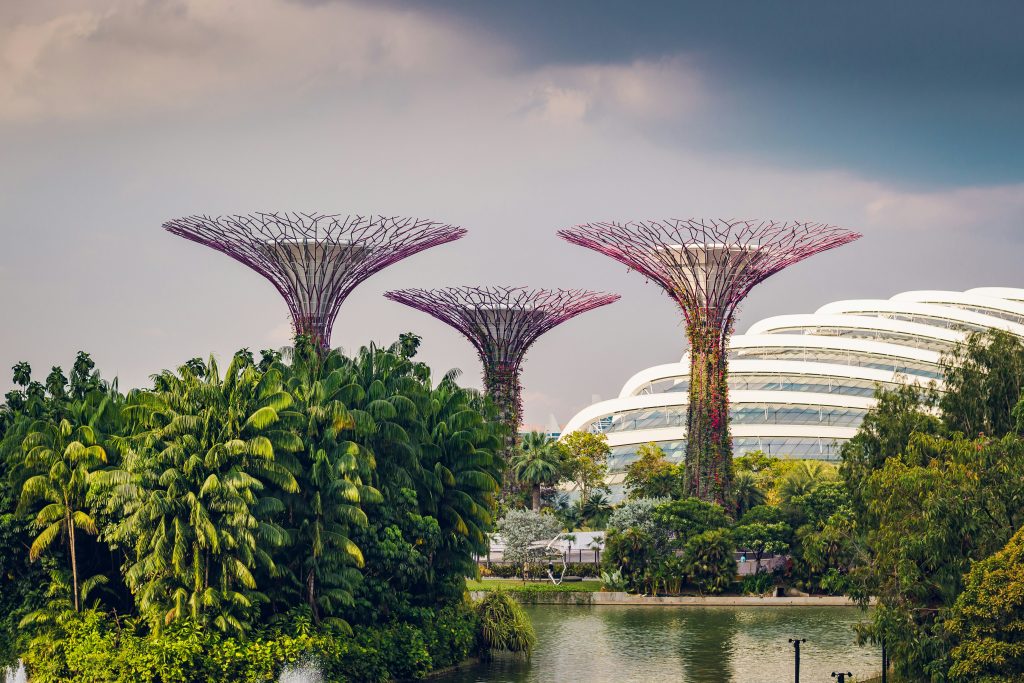 Supertree Grove rising above tropical gardens with futuristic conservatories in the background