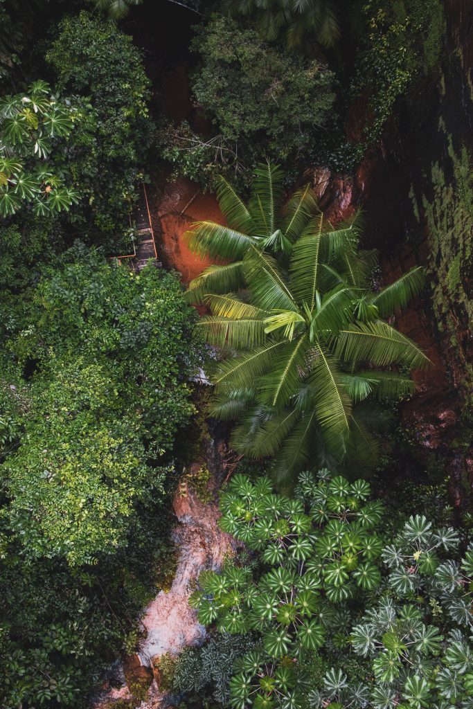 Aerial view of a dense tropical forest with towering palm trees and lush vegetation