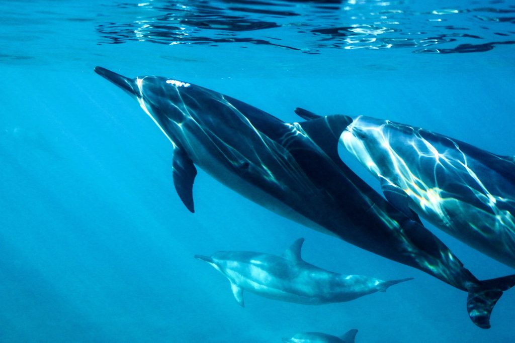 Wild dolphins underwater in their natural marine habitat